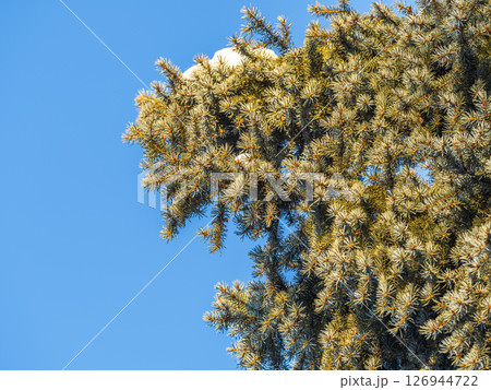 Green spruce branches with needles and cones against a blue sky in winter. Many cones on spruce. Fir tree. 126944722