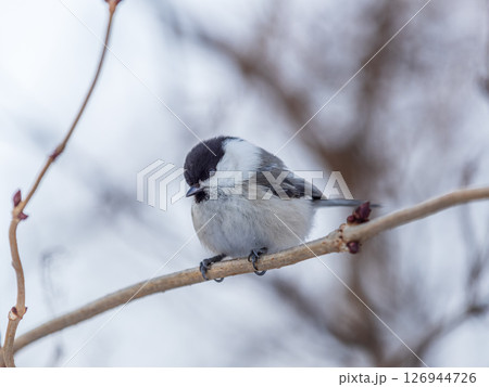 Cute bird the willow tit, song bird sitting on a branch without leaves in the winter. 126944726