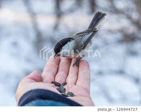 A willow tit sits on hand and eats seeds. Hungry bird willow tit eating seeds from a hand in winter or autumn 126944727
