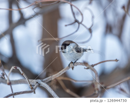 Cute bird the willow tit, song bird sitting on a branch without leaves in the winter. Cute bird the willow tit, song bird sitting on a branch without leaves in the winter. 126944730