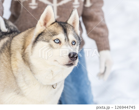 Portrait of the Siberian Husky dog black and white colour with blue eyes in winter. 126944745