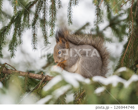 The squirrel with nut sits on tree in the winter or late autumn 126944746