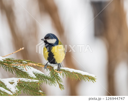 Cute bird Great tit, songbird sitting on a branch without leaves in the autumn or winter. Cute bird Great tit, songbird sitting on a branch without leaves in the autumn or winter. 126944747