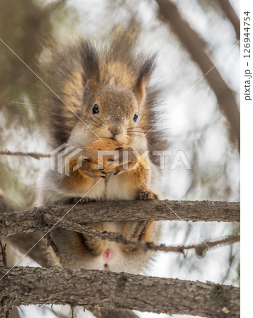 The squirrel with nut sits on tree in the winter or late autumn The squirrel with nut sits on tree in the winter or late autumn 126944754