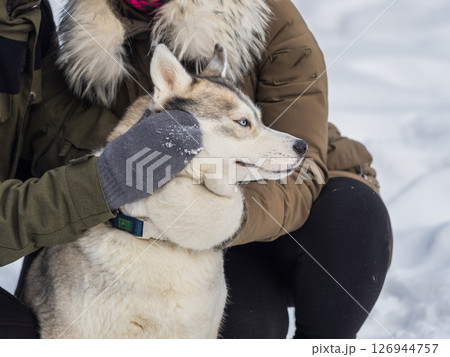Portrait of the Siberian Husky dog black and white colour with blue eyes in winter. 126944757