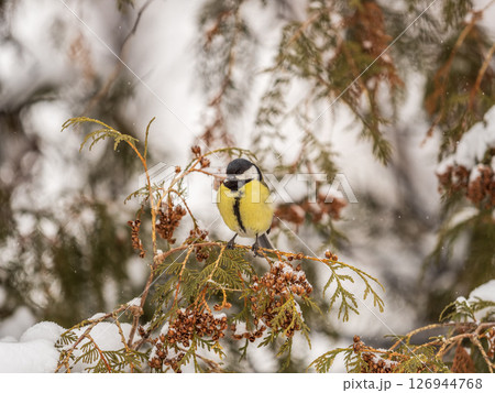 Cute bird Great tit, songbird sitting on the fir branch with snow in winter 126944768