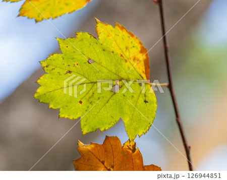 Branches with orange, red and yellow leaves in the autumn park. 126944851