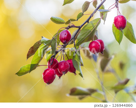 Bright red small wild apples among the yellow leaves in autumn. Bright red small wild apples among the yellow leaves in autumn. 126944860