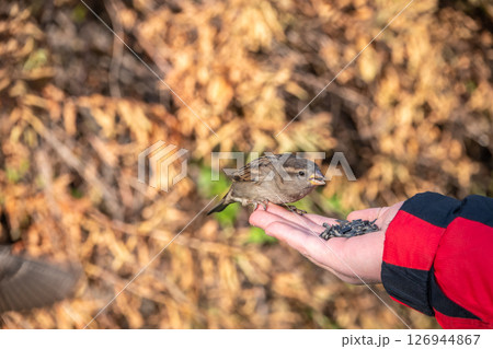 Sparrow eats seeds from a man's hand Sparrow eats seeds from a man's hand 126944867