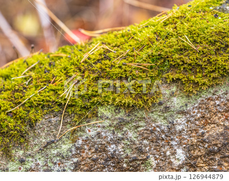 Soft thick moss in the forest is lit by the sun. Soft thick moss in the forest is lit by the sun. 126944879