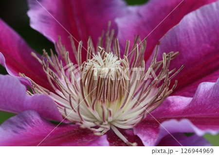 クレマチス 126944969