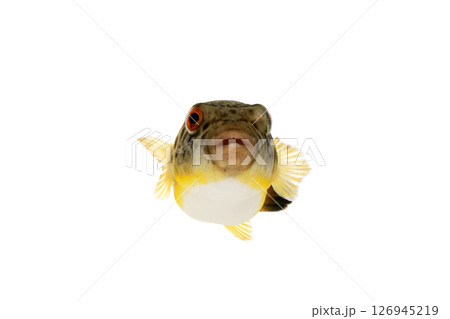 ヒガンフグ　白バック 126945219