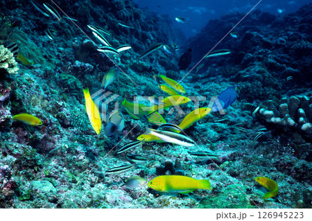 群がる魚 海中写真 群がる魚 海中写真 126945223