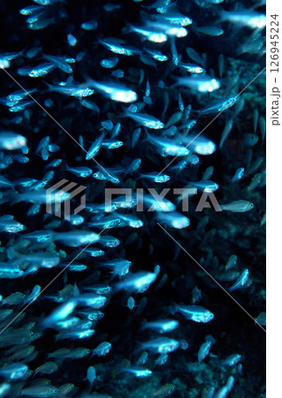 魚の群れ スカシテンジクダイ 海中写真 魚の群れ スカシテンジクダイ 海中写真 126945224