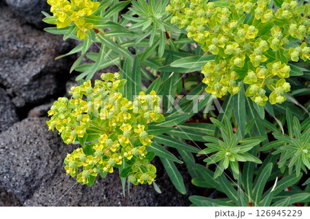 イワタイゲキ　海浜植物 126945229