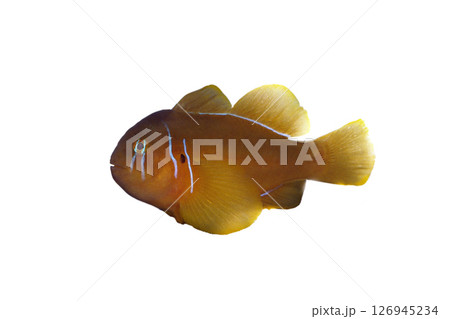 コバンハゼ 白バック コバンハゼ 白バック 126945234