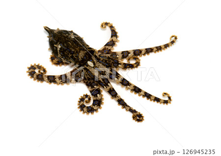 ヒョウモンダコ 白バック ヒョウモンダコ 白バック 126945235