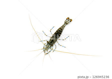 イソスジエビ　海辺の生物　白バック 126945236