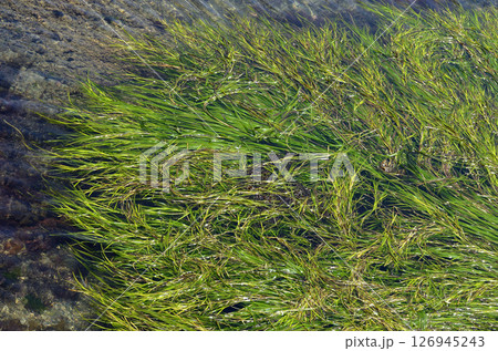 アマモ場 アマモ 海草 アマモ場 アマモ 海草 126945243