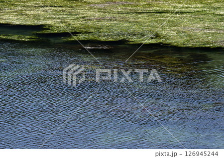 アマモ場　アマモ　小波　グラフィック素材 126945244