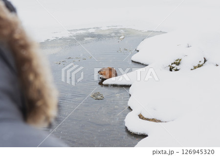 Person watching a beaver in the water at a snowy lake in winter season Person watching a beaver in the water at a snowy lake in winter season 126945320