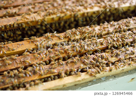 Apiculture, Growing bee in farm process for honey extract, highly nutrition food from danger bug. 126945466