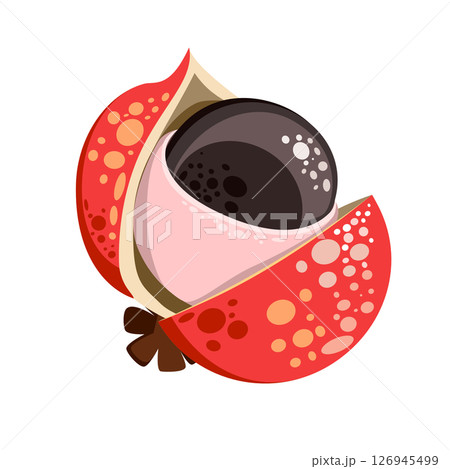 Guarana is climbing plant vector illustrations	 126945499