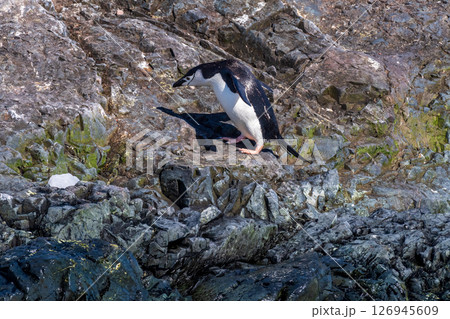 Shinstrap Penguin colony at Sierra Cove 126945609
