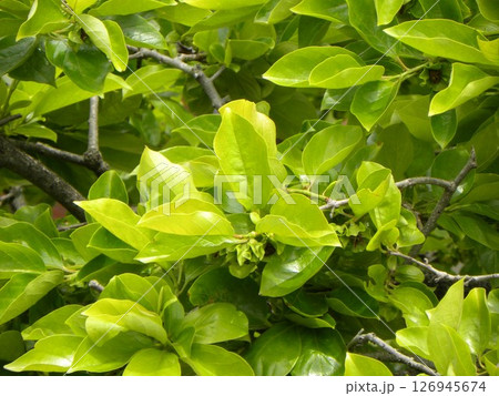 秋になると大きく甘くなる我が家の柿の実 126945674