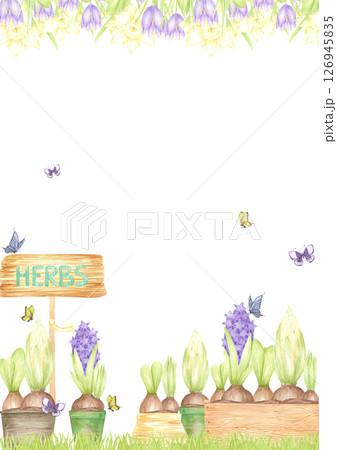 Hand drawn watercolor blooming hyacinth bulbs and butterflies, garden postcard frame border isolated on white background. Can be used for postcard, label, scrapbook and other printed products. Hand drawn watercolor blooming hyacinth bulbs and butterflies, garden postcard frame border isolated on white background. Can be used for postcard, label, scrapbook and other printed products. 126945835