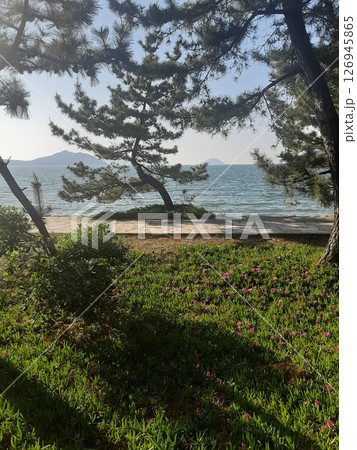 海と松の木 松の木 海と松の木 松の木 126945865