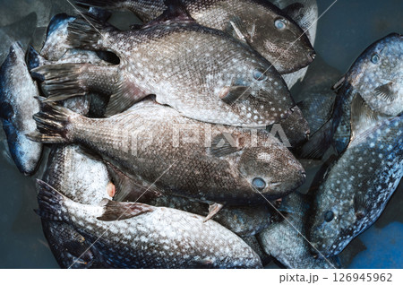 catch of fresh sea fish Balistes capriscus in a basket on fishing vessel catch of fresh sea fish Balistes capriscus in a basket on fishing vessel 126945962