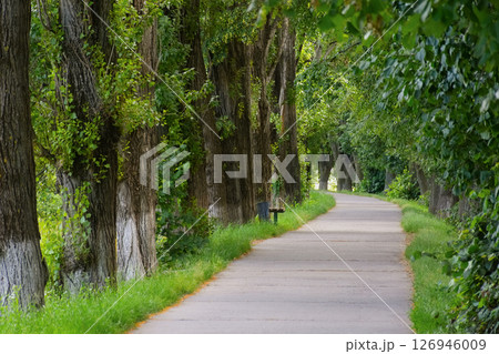 tunnel path among lime trees in summer. longest linden alley in europe. green urban environment 126946009