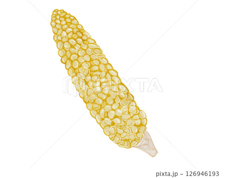 水彩で描いた夏野菜のシンプルなとうもろこしの挿絵イラスト素材 水彩で描いた夏野菜のシンプルなとうもろこしの挿絵イラスト素材 126946193