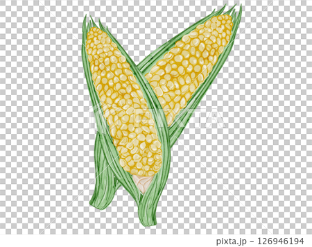 帶殼夏季蔬菜的水彩插圖 126946194