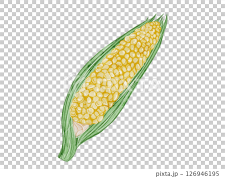 用水彩畫的帶殼夏季蔬菜的簡單插圖 126946195