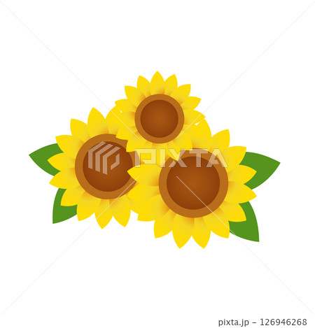 向日葵の花 向日葵の花 126946268