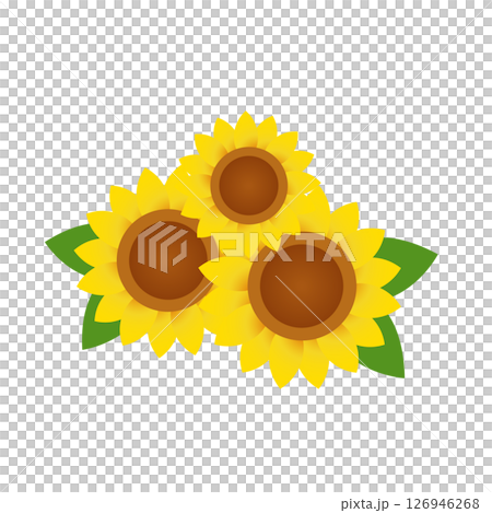 向日葵の花 向日葵の花 126946268