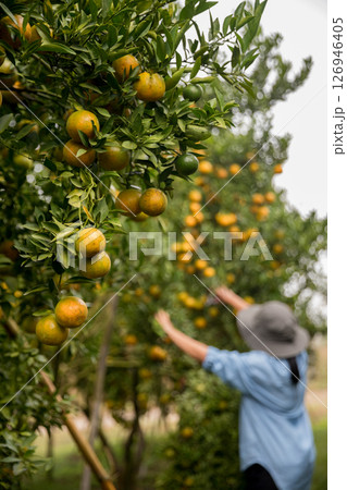 Business farm ripe orange concept farmer hand pick nature fruit citrus orchard mandarin tree growing organic lush leaves background green vibrant garden crop leaf laden branches plant close up growth Business farm ripe orange concept farmer hand pick nature fruit citrus orchard mandarin tree growing organic lush leaves background green vibrant garden crop leaf laden branches plant close up growth 126946405