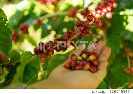 Close up hand harvest red ripe coffee seed robusta arabica berry harvesting coffee farm. Hand people harvest coffee bean ripe Red berries plant fresh seed coffee tree growth in green eco organic farm 126946547