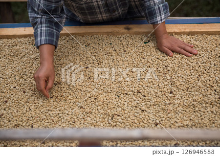 Farmer concept hand harvest ripe coffee seed robusta arabica berry close up fresh green leaf bean picking orange crop red yellow berries raw plant tree farm growth blur background eco organic garden 126946588