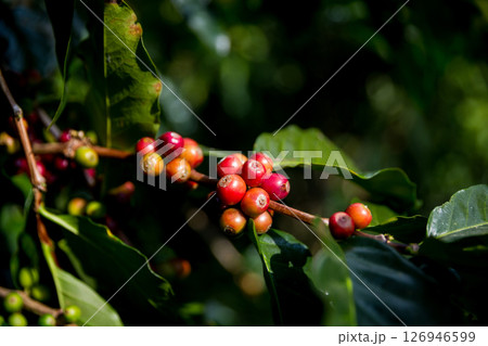 Farmer concept harvest ripe coffee seed robusta arabica berry close up fresh green leaf bean picking orange crop red yellow berries raw plant tree smart farm growth blur background eco organic garden Farmer concept harvest ripe coffee seed robusta arabica berry close up fresh green leaf bean picking orange crop red yellow berries raw plant tree smart farm growth blur background eco organic garden 126946599