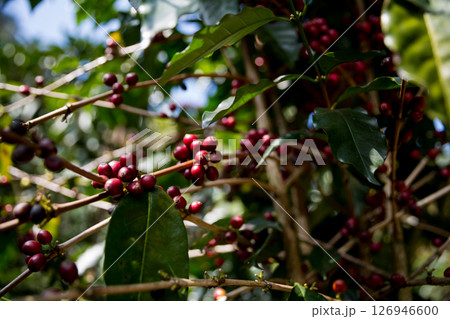 Farmer concept harvest ripe coffee seed robusta arabica berry close up fresh green leaf bean picking orange crop red yellow berries raw plant tree smart farm growth blur background eco organic garden Farmer concept harvest ripe coffee seed robusta arabica berry close up fresh green leaf bean picking orange crop red yellow berries raw plant tree smart farm growth blur background eco organic garden 126946600