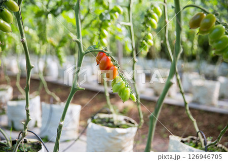 Smart farming techniques hydroponic salad vegetables technology tomato red green ensuring fresh sustainable produce agriculture promotes healthy eating support farmer living local community non gmo 126946705