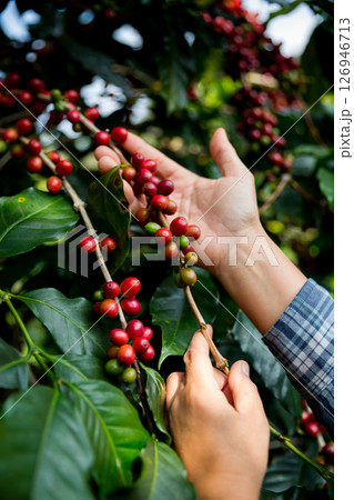 Farmer concept hand harvest ripe coffee seed robusta arabica berry close up fresh green leaf bean picking orange crop red yellow berries raw plant tree farm growth blur background eco organic garden 126946713