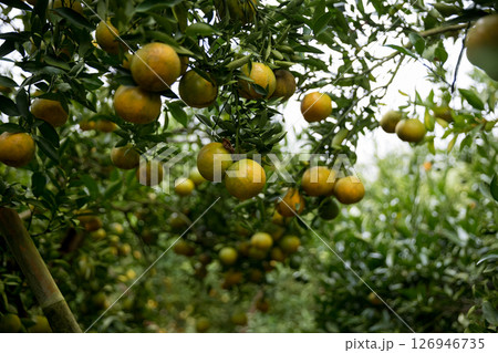 Business farm orange concept nature fruit citrus orchard mandarin tree growing, vibrant organic lush leaves background farmer green garden crop leaf ripe laden branches plant close up farming growth. Business farm orange concept nature fruit citrus orchard mandarin tree growing, vibrant organic lush leaves background farmer green garden crop leaf ripe laden branches plant close up farming growth. 126946735