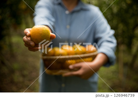 Business farm ripe orange concept farmer hand pick nature fruit citrus orchard mandarin tree growing organic lush leaves background green vibrant garden crop leaf laden branches plant close up growth 126946739