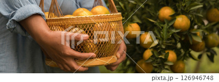 Business farm ripe orange concept farmer hand pick nature fruit citrus orchard mandarin tree growing organic lush leaves background green vibrant garden crop leaf laden branches plant close up growth 126946748