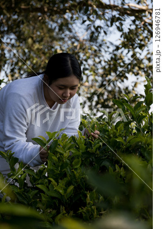 Business concept centers around fresh green tea reap background leaves organic farm with banner lush garden healthy plant tree leaves eco herbal farmer blur leaf plantation Freshness herbal natural Business concept centers around fresh green tea reap background leaves organic farm with banner lush garden healthy plant tree leaves eco herbal farmer blur leaf plantation Freshness herbal natural 126946781
