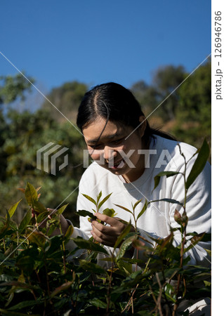 Business concept centers around fresh green tea reap background leaves organic farm with banner lush garden healthy plant tree leaves eco herbal farmer blur leaf plantation Freshness herbal natural 126946786